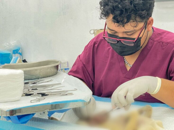 El Gobierno impulsa jornadas de esterilización para fomentar el bienestar y la tenencia responsable de mascotas este año.