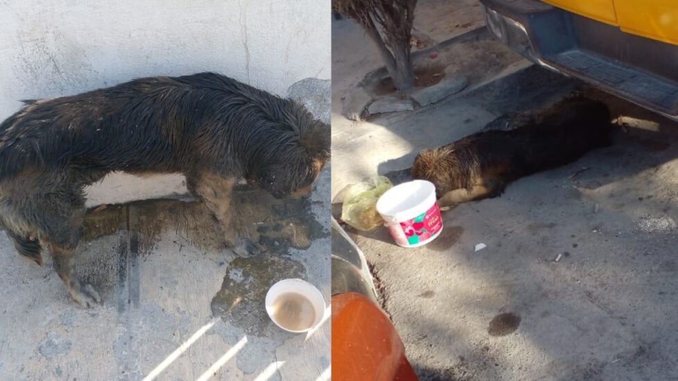 Un perrito en situación de calle fue rescatado tras soportar un grave maltrato en García. Conoce su impactante historia.