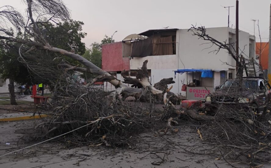 Un álamo en Villa Jacarandas cae por fuertes vientos, generando preocupación ante la presencia de niños en el área.