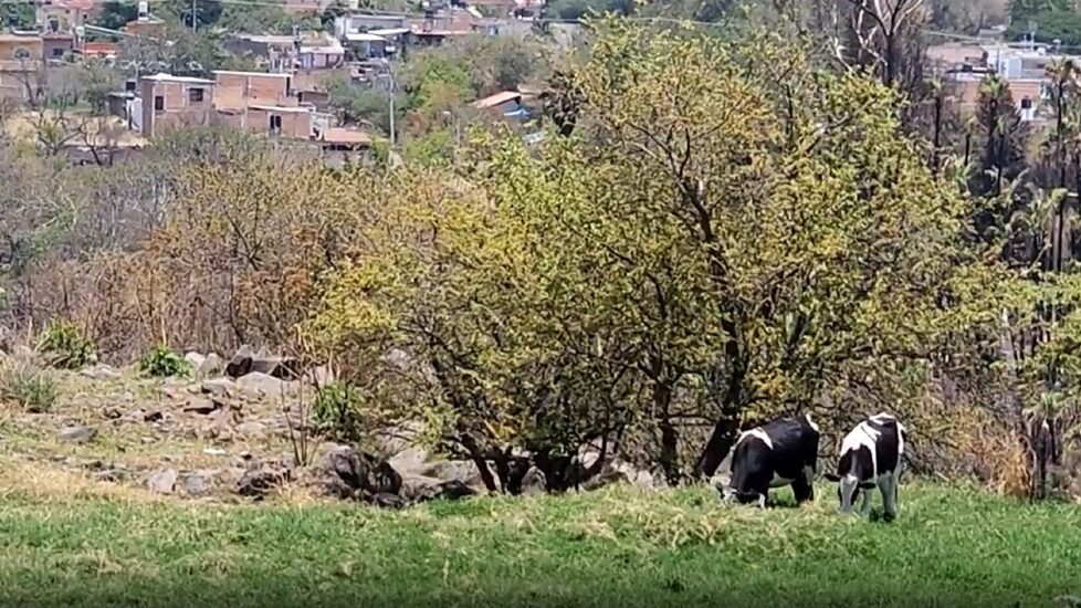 Un nuevo hallazgo de Guerreros Buscadores de Jalisco pone en alerta a la comunidad de El Salto tras un aviso anónimo.