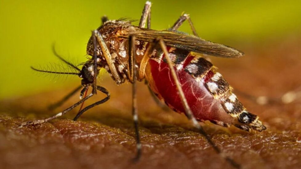 La Secretaría de Salud de Nuevo León investiga 10 defunciones probables relacionadas con el dengue, preocupación en la comunidad.
