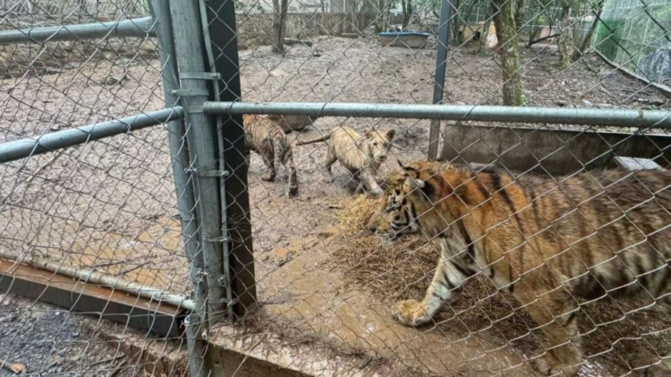 Un fuerte operativo en Nuevo León saca a la luz armas, drogas y hasta tigres en la casa de un líder criminal.