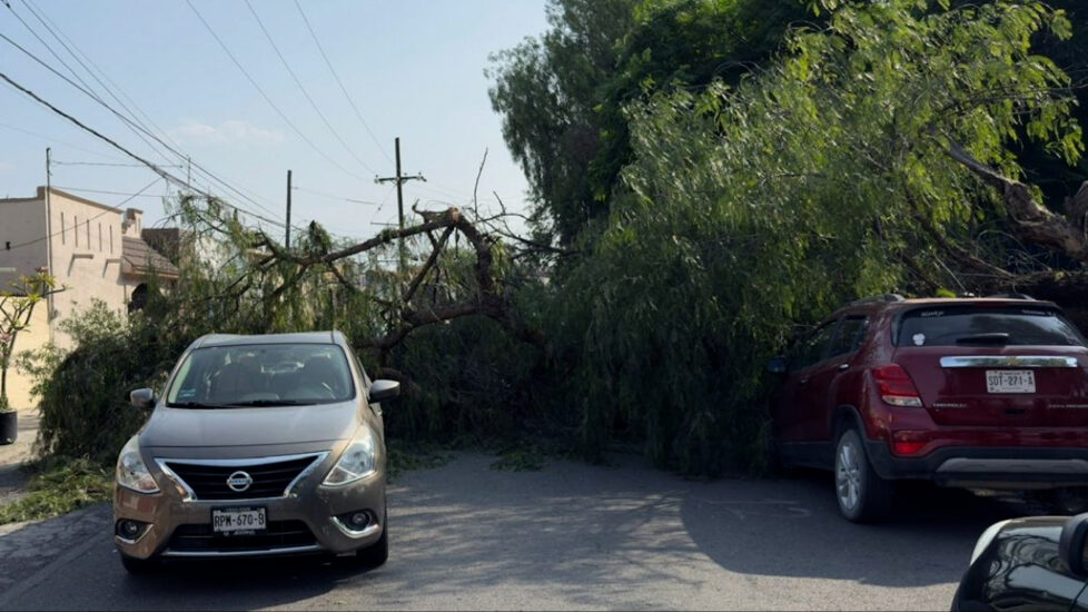 Un accidente sorprendente en San Nicolás involucra a dos niñas rescatadas tras un árbol caer sobre su vehículo.