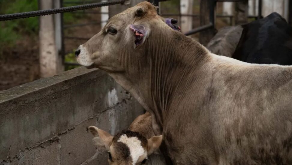 La alerta se intensifica en Nuevo León con 229 casos de gusano barrenador en diferentes especies de animales.
