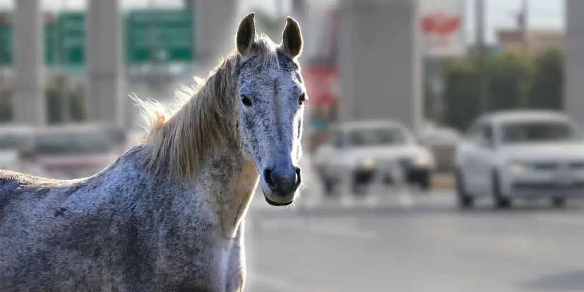 Un caballo galopando en la carretera Miguel Alemán causa sorpresa y preocupación entre conductores en Nuevo León.